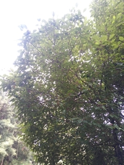 Frangula capreifolia