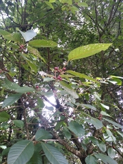 Frangula capreifolia