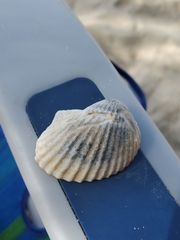 Anadara brasiliana