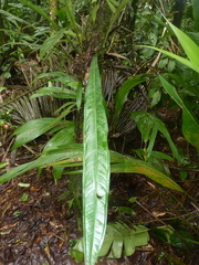 Anthurium spathiphyllum
