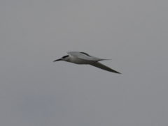 Thalasseus sandvicensis