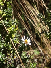 Diplostephium spinulosum