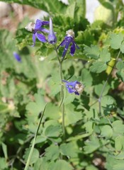 Delphinium sutherlandii