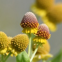 Helenium microcephalum