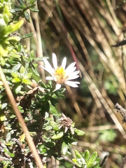Diplostephium spinulosum