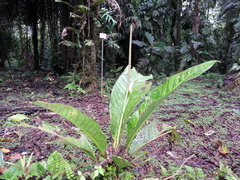 Anthurium ramonense