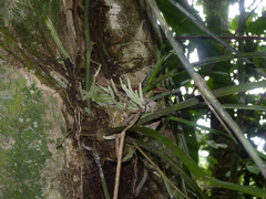 Anthurium spathiphyllum