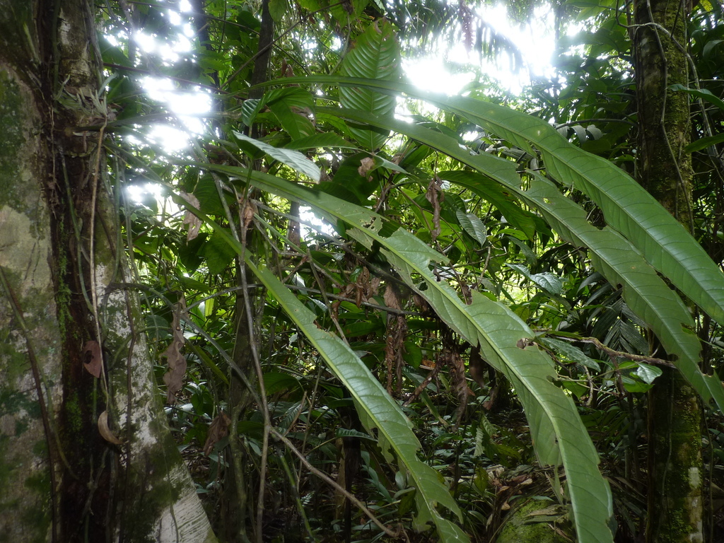 Anthurium spathiphyllum N.E.Br. 3