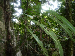 Anthurium spathiphyllum