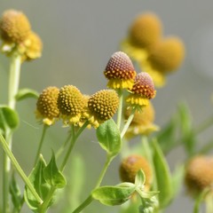 Helenium microcephalum