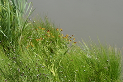 Helenium microcephalum