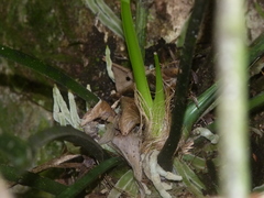 Anthurium spathiphyllum