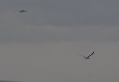 Thalasseus sandvicensis