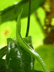 Anthurium spathiphyllum