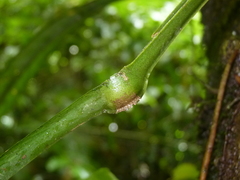 Anthurium spathiphyllum