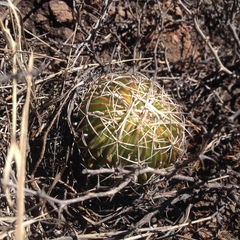 Echinofossulocactus dichroacanthus