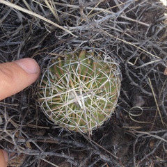 Echinofossulocactus dichroacanthus
