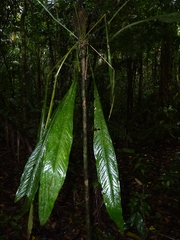 Anthurium spathiphyllum