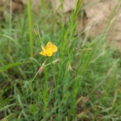 Hypericum silenoides