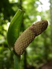 Anthurium spathiphyllum
