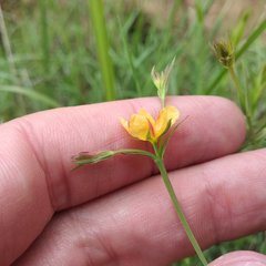 Hypericum silenoides
