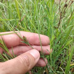 Hypericum silenoides