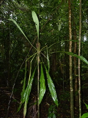 Anthurium spathiphyllum