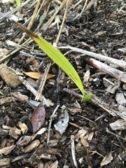 Trachycarpus fortunei