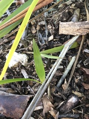 Trachycarpus fortunei