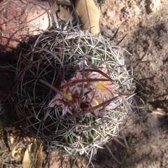 Echinofossulocactus dichroacanthus