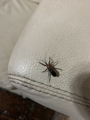 Cosmoclopius poecilus