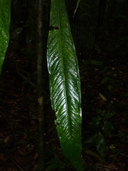Anthurium spathiphyllum