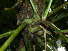 Anthurium spathiphyllum
