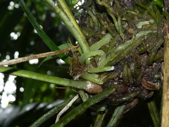 Anthurium spathiphyllum