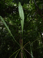 Anthurium spathiphyllum