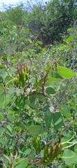 Bauhinia deserti