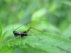 Conocephalus nigropleurum