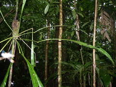 Anthurium spathiphyllum