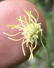 Brickellia eupatorioides floridana