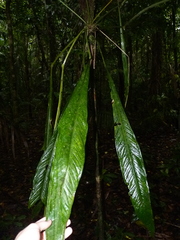 Anthurium spathiphyllum