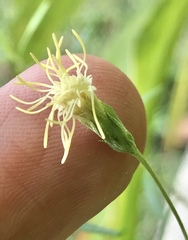 Brickellia eupatorioides floridana