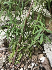 Brickellia eupatorioides floridana