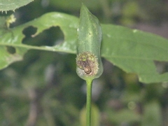 Anthurium spathiphyllum
