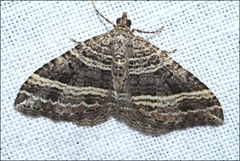 Chrysolarentia subrectaria