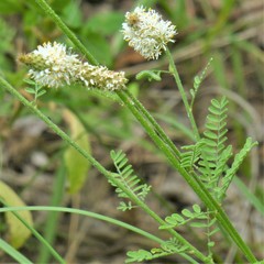 Dalea phleoides