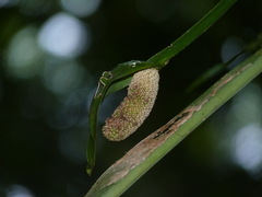Anthurium spathiphyllum