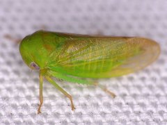 Macropsis