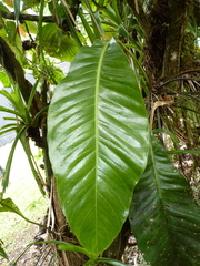 Anthurium upalaense