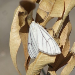 Neuromelia selectata