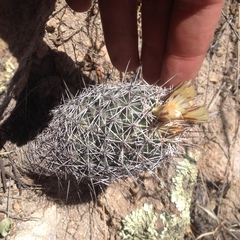 Coryphantha clavata stipitata